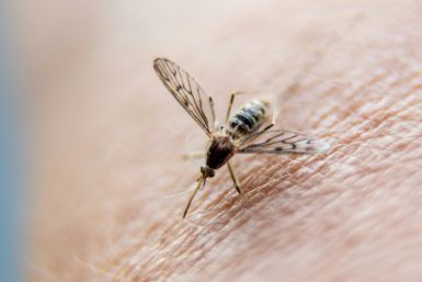 Africa accounted for 95 percent of the 244 million malaria cases and 608,000 deaths worldwide in 2022, according to the most recent data from the World Health Organization 
