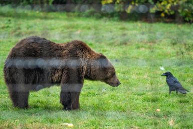 All-inclusive packages for two days' bear hunting are now advertised on the Internet