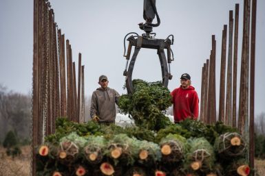 Christmas trees