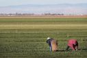 Farm Workers
