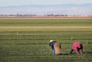Farm Workers