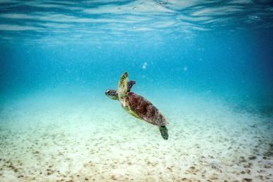 A green turtle swimming at Lizard Island on the Great Barrier Reef