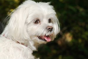 Hairy dog