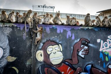 The human inhabitants of Lopburi have long suffered from a growing and aggressive monkey population