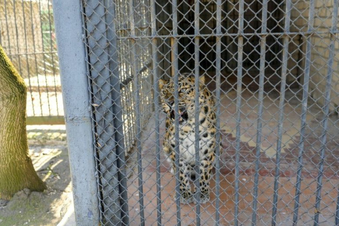 The Mykolaiv Zoo has so far been hit by Russian rockets three times, but no animals or people have been wounded