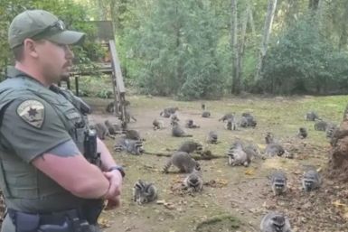 Raccoon invasion