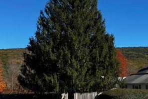 Rockefeller Center Christmas Tree
