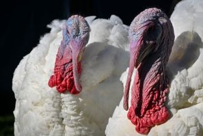 Turkeys