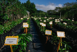 Starbucks farms